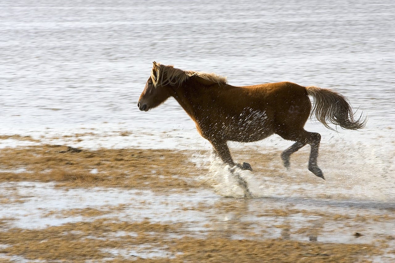 Wild Horses